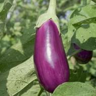 Баклажан Тулузька фіалка за 30 нас.