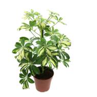 ШЕФЛЕРА ГЕРДА