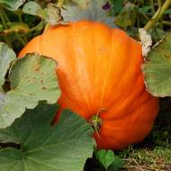 Гарбуз Біг макс