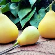 Гарбуз Танцююча груша за 5 нас.