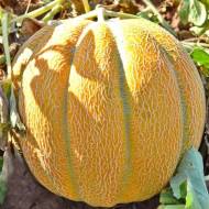 Диня Бест джамбо за 1 г