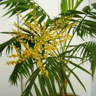 ПАЛЬМА ХАМЕДОРЕЯ