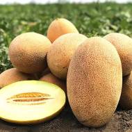 Диня Раймонд F1