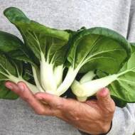 Капуста бок-чой Дитяче молоко за 300 нас.