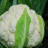 Капуста Гохан F1