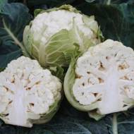 Капуста Альмагро F1