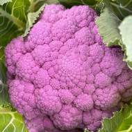 Капуста Депурпл F1 за 10 нас.