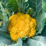 Капуста Клементин F1 за 10 нас.