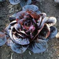 Салат Ромэн Мунред за 10 сем.