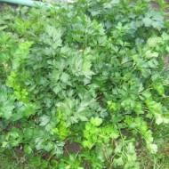 Сельдерей Афина за 0,5 г