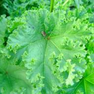 Мальва кудрявая за 10 сем.