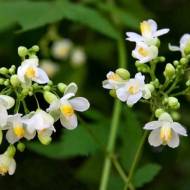 Кардиоспермум за 5 сем.