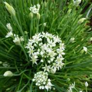 Лук Изысканный за 0,5 г