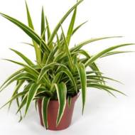 ХЛОРОФІТУМ ОКЕАН