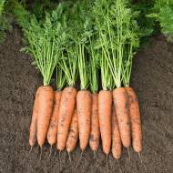 Морковь Бамбино за 10 г