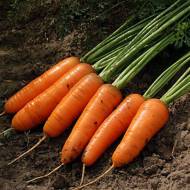 Морковь Медовьянка за 10 г