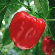 Перец сладкий Король Севера за 0,25 г