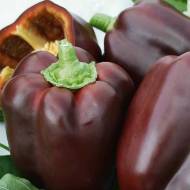 Перец сладкий Шоколадный торт за 30 сем.