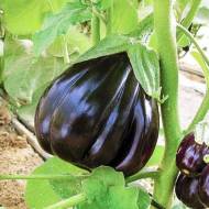 Баклажан Черная красота за 30 сем.
