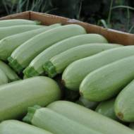 Кабачок Белый из Палермо за 20 сем.