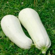 Кабачок Северный медведь за 20 г