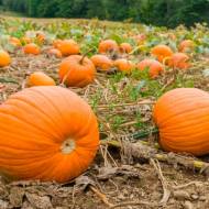 Тыква Биг Макс