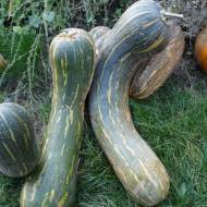 Тыква Испанская гитара за 20 сем.