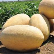 Дыня Раймонд F1