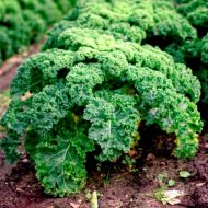 Капуста Сквайр за 150 сем.