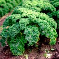 Капуста Сквайр за 150 сем.