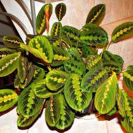 МАРАНТА ФАСЦИНАТОР