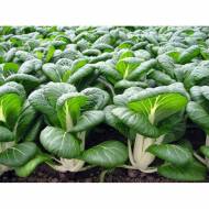 Капуста бок-чой Детское молоко за 300 сем.