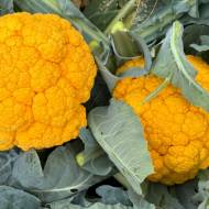 Капуста Клементин F1 за 10 сем.