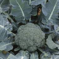 Капуста брокколи Гонгга за 10 сем.