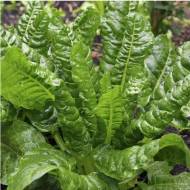 Мангольд Вічний шпинат за 100 нас.