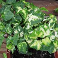 ХЕДЕРА ВАРІЄГАТА (ПЛЮЩ)