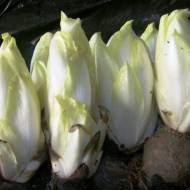 Радичио Белое золото за 500 сем.