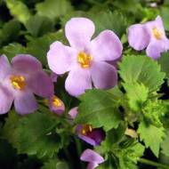 Бакопа Блутопія за 3 нас.