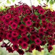 Сурфінія Тайдл вейв ред велюр за 5 нас.