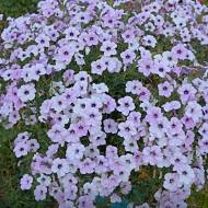 Сурфінія Тайдл вейв сільвер за 5 нас.