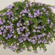 Бакопа Блютопия за 3 сем.