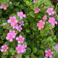 Бакопа ампельная Пинктопия за 3 сем.