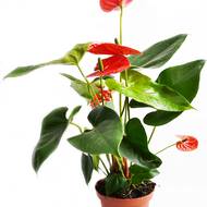 АНТУРІУМ АНДРЕАНУМ ЧЕРВОНИЙ