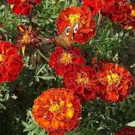 Чорнобривці Скарлет Софія за 0,1 г