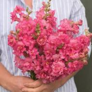 Антіррінум Мадам Батерфляй рожевий F1 за 10 нас.