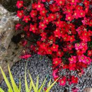 Ломикамінь Червоний килим за 0,1 г