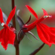 Лобелія Королева Вікторія за 10 нас.