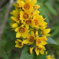 Вербозілля Золотоволоска за 0,1 г