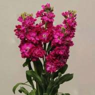 Левкой Кет Кримсон за 10 нас.