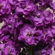 Левкой Кет синій за 10 нас.